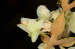 Dogtongue buckwheat